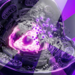Spermidine: The Cellular Recycling Biohack You Need to Know